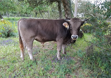 Toro sardo bruno