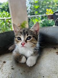 Do via gattini a rosignano monferrato