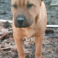 Cucciolo sharpei border collie