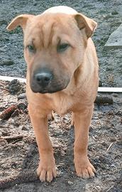 Cucciolo sharpei border collie