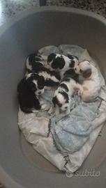 Cuccioli di cavalier king da privato