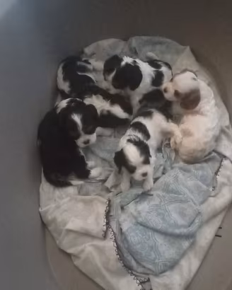 Cuccioli di cavalier king da privato