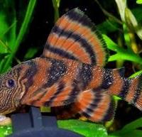 Panaqolus l397 - discus loricaridi