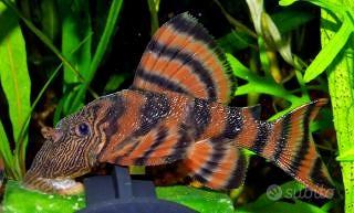 Panaqolus l397 - discus loricaridi