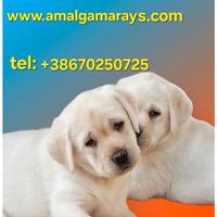 Labrador retriever con pedigree