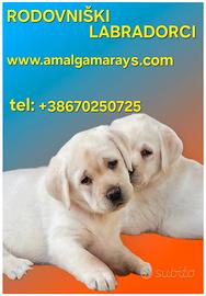 Labrador retriever con pedigree