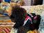 Immagine 4