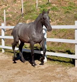 Cavallo spagnolo puledro