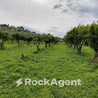 TERRENO PRODUTTIVO E COLVATO DI CIRCA 35.000 MQ'