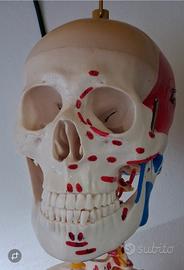 scheletro anatomico 