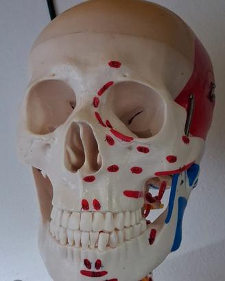 scheletro anatomico 