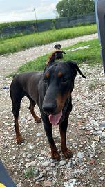 Doberman alto bello