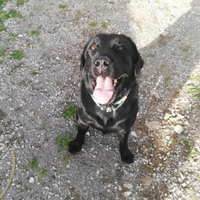 Dono labrador 7 anni con pedigree