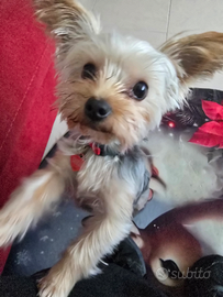 Cane maschio per accoppiamento