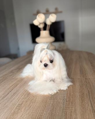 Maschio maltese coreano disponibile per monta