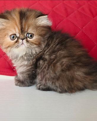 Persiani cuccioli