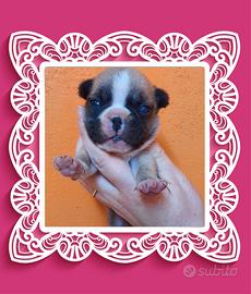 Bouldogue Francese pedigree enci