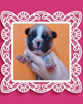Bouldogue Francese pedigree enci
