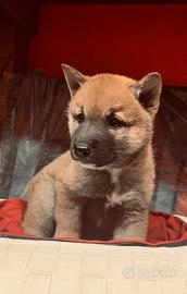 Cuccioli di shiba inu 2 mesi