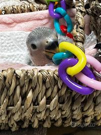 Pulli di Inseparabili