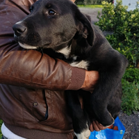 Cuccioli 3 mesi simil labrador