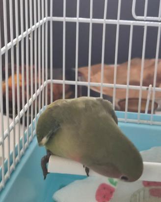 pullo inseparabile allevato a mano