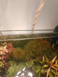 Piante acquario