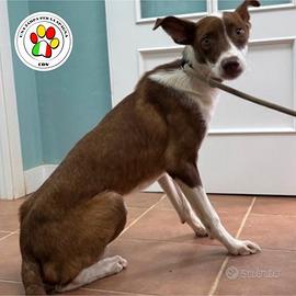 KIP giovanissimo Podenco