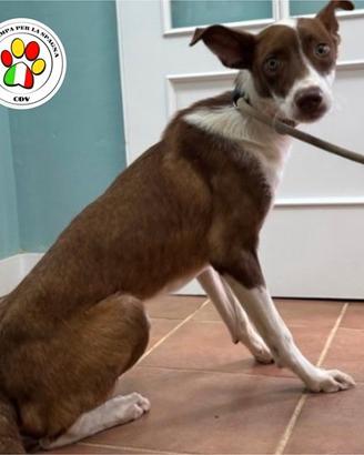 KIP giovanissimo Podenco
