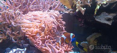 Anemone entacmea