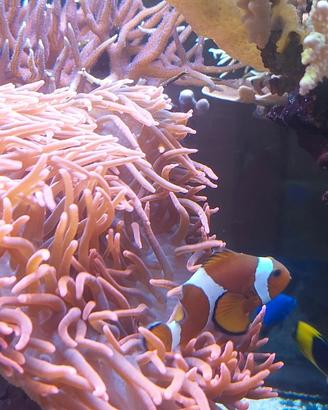 Anemone entacmea