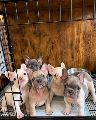Cuccioli di bulldog francese esotico