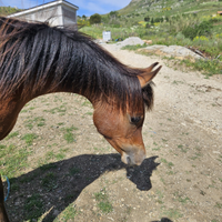 Puledro PSA di un anno