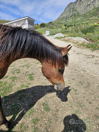Puledro PSA di un anno