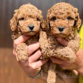 Cuccioli barboncino red