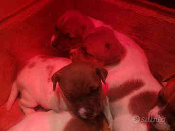 Cuccioli razza jack russel con pedigree