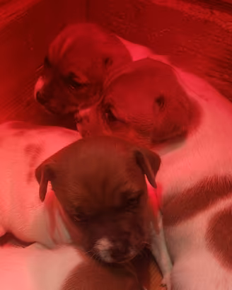 Cuccioli razza jack russel con pedigree