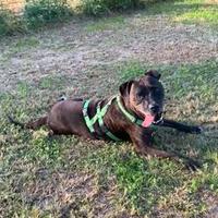 GIGI incrocio molosso