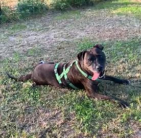 GIGI incrocio molosso