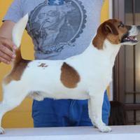 Stallone di Jack Russell Terrier