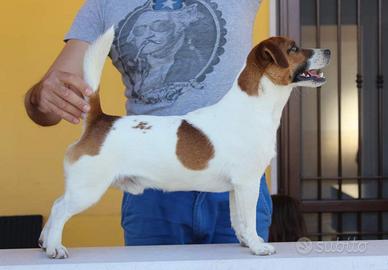 Stallone di Jack Russell Terrier