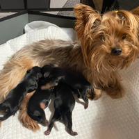 Cuccioli mini toy di Yorkshire terrier