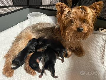 Cuccioli mini toy di Yorkshire terrier