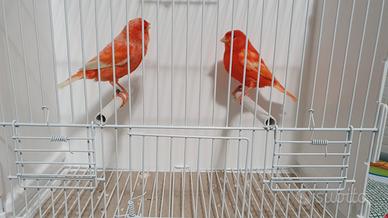 Coppia canarini rossi ala bianca