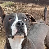 Zampa incrocio pitbull