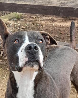 Zampa incrocio pitbull