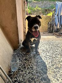 Pitbull ADBA Super pedigree