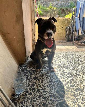Pitbull ADBA Super pedigree