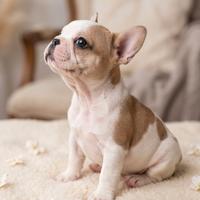 Bulldog Francese