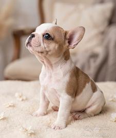 Bulldog Francese